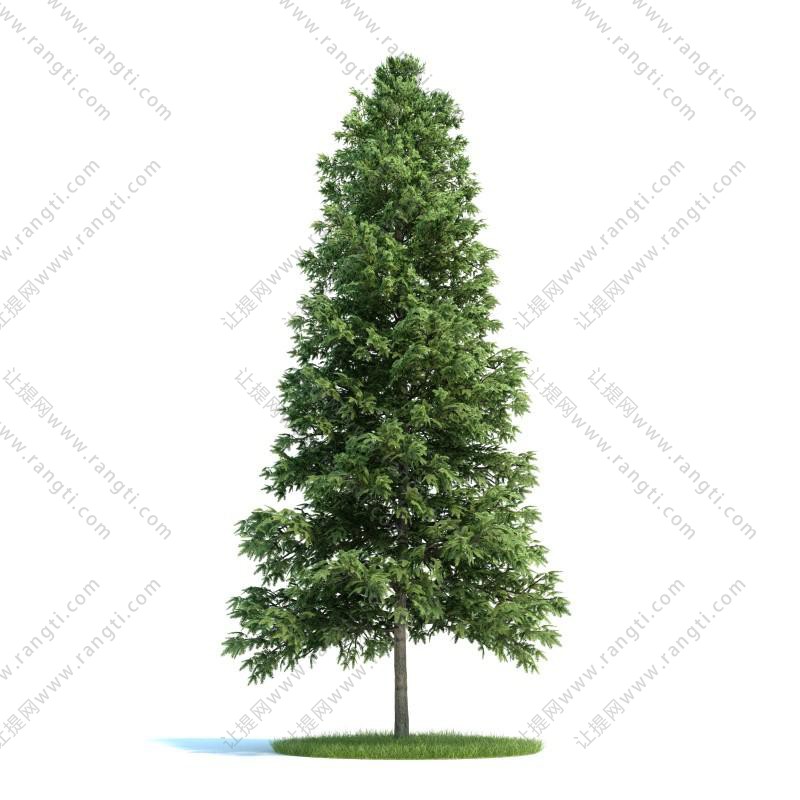 形似水杉树 景观树木3d模型下载