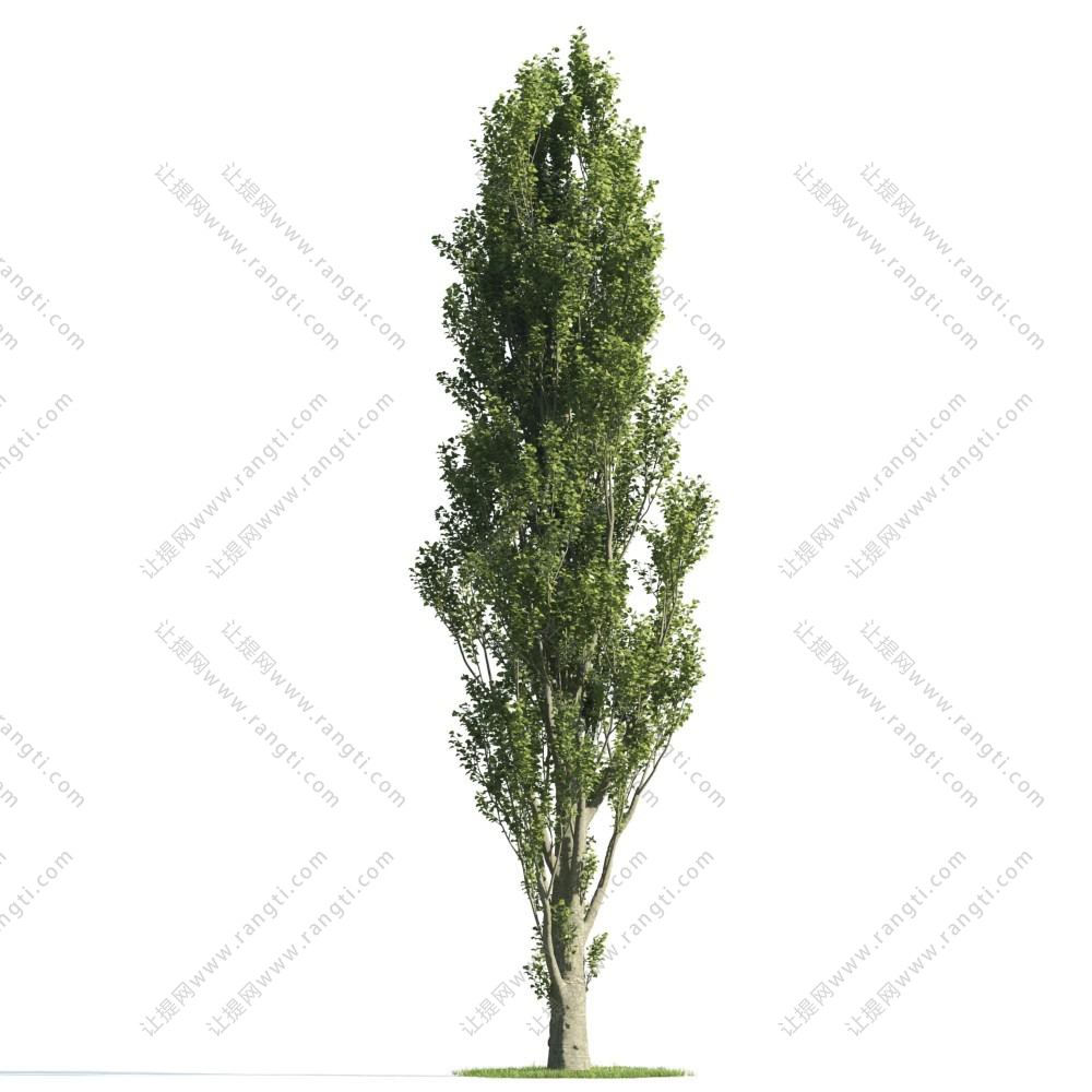 景观树木之形似新疆杨树3d模型下载