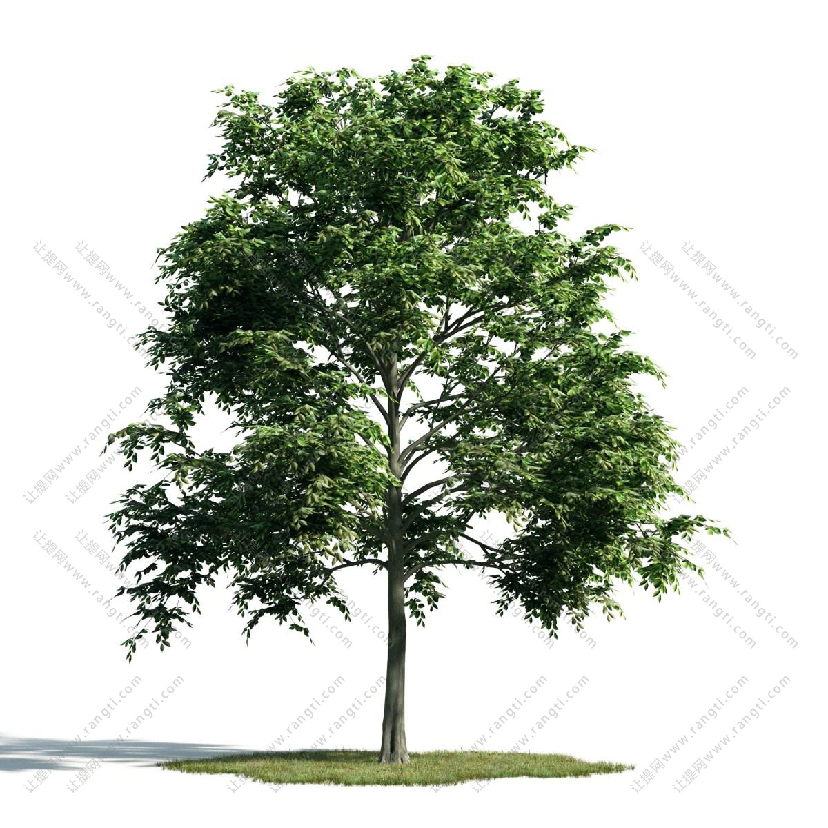 主干分枝叶的景观树木3d模型下载