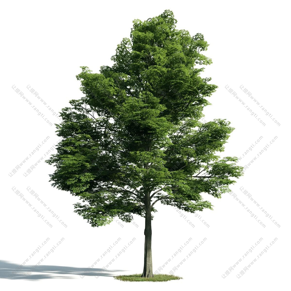 类似榉树的景观树木3d模型下载