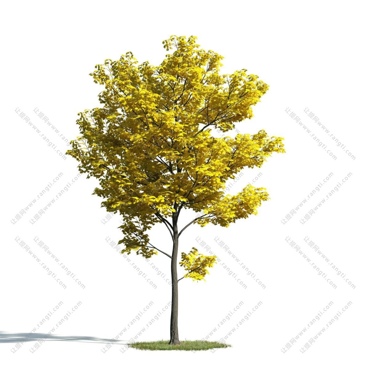 黄色叶的黄金树 景观树木3d模型下载