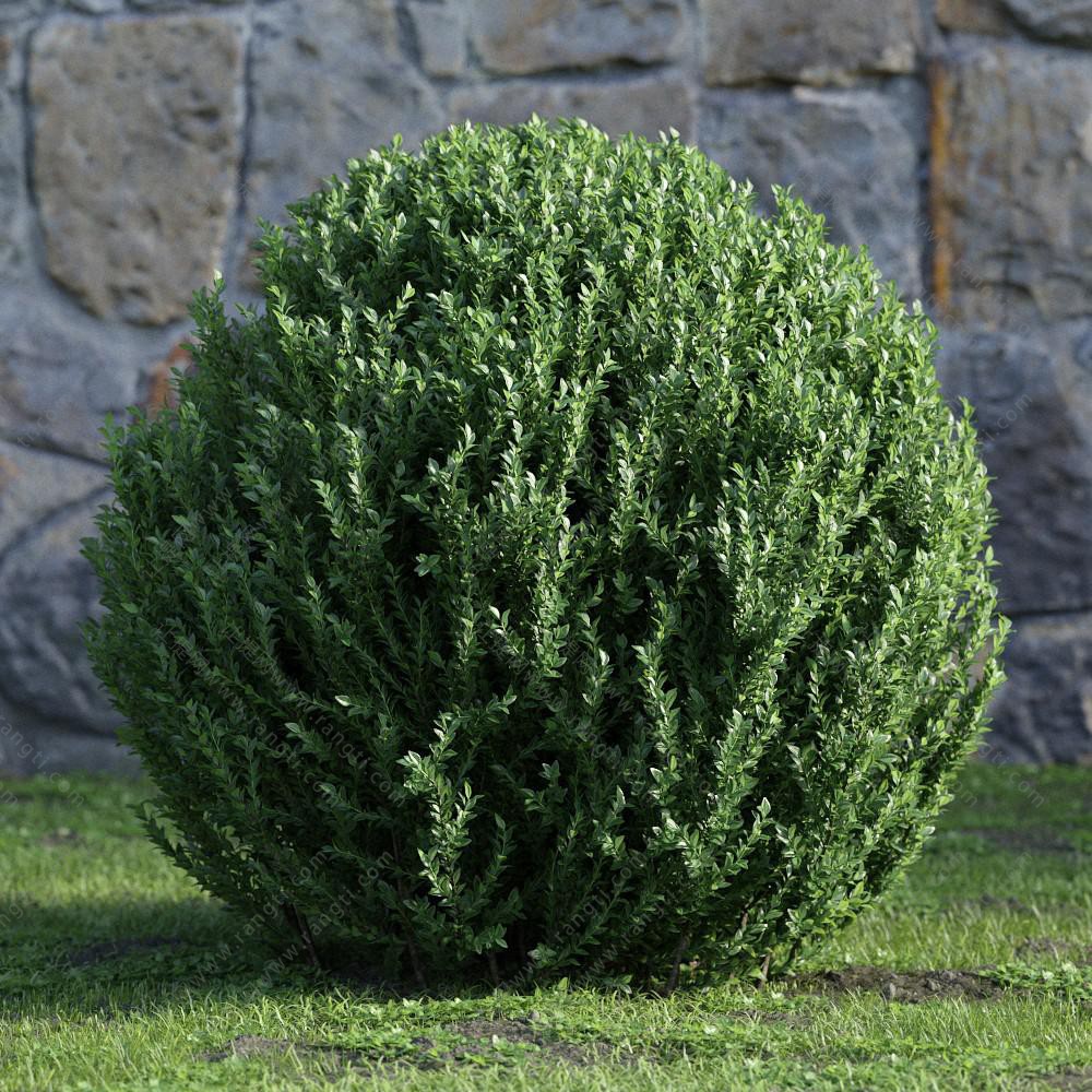 圆球状圆柏灌木绿植3d模型下载