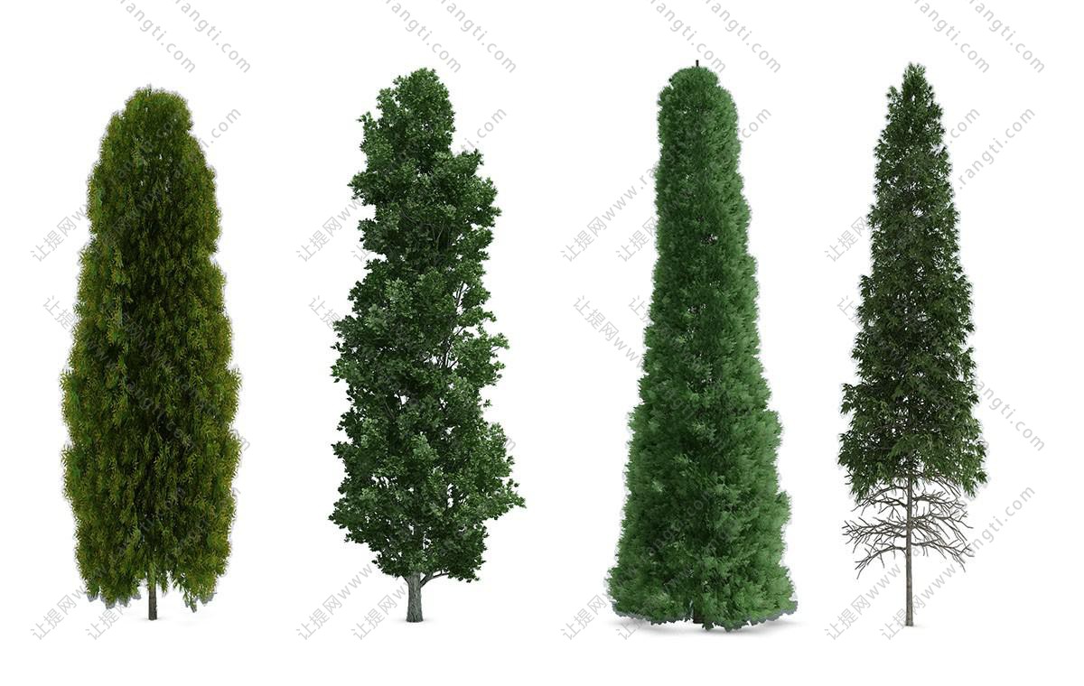 侧柏,圆柏和塔松 景观树木3d模型下载