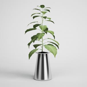 大叶植物花卉、绿植