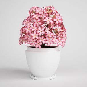 植物盆栽花朵、花卉