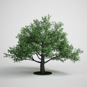 低矮多分叉树木、乔木