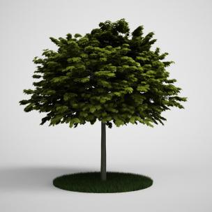 异叶南洋杉树木、乔木