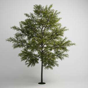 稀疏小叶树木、乔木