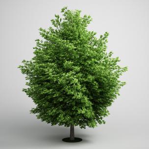 低矮景观树、乔木绿植