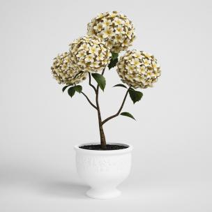 黄色绣球花盆栽花卉、花艺