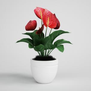 花烛花卉盆栽、花艺