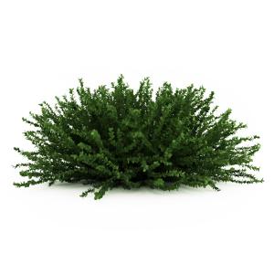 卫矛球灌木植物