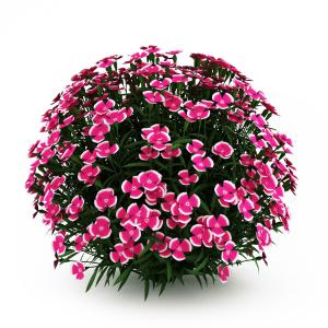 三瓣蝴蝶状花朵、尖叶球形灌木植物