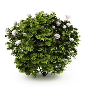 牡丹花灌木植物、花园绿植