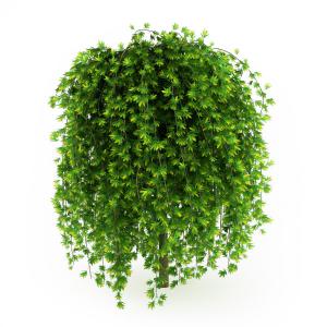 迎春花灌木植物