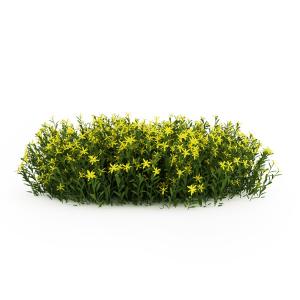 尖叶小花灌木植物、花丛