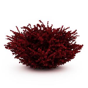 红色紫叶小檗球状灌木植物