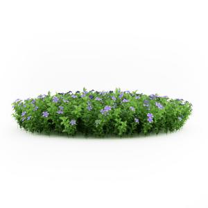 蓝紫色带叶花丛灌木植物