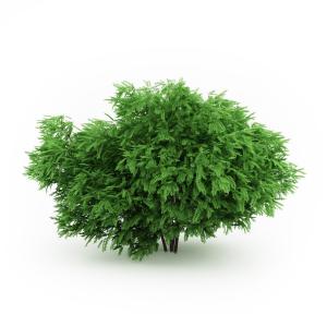 圆叶槐树灌木绿植、花园绿植