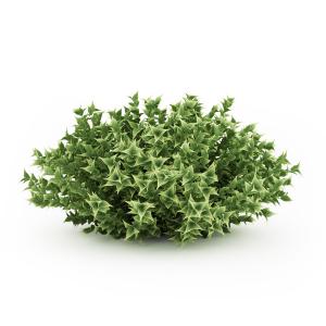 三角叶灌木植物