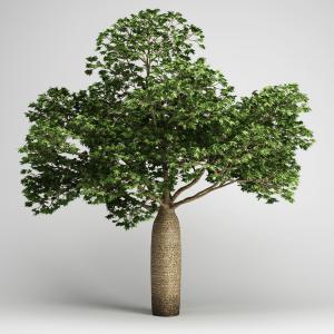 粗干、多支景观树木