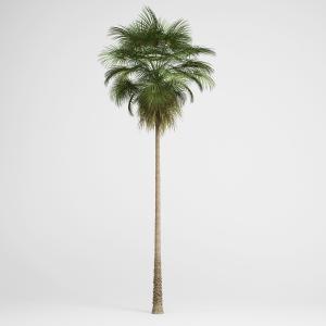 棕榈树、热带树木