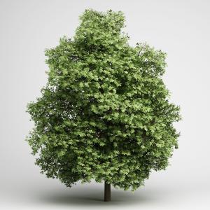 多枝、多叶、茂盛道旁树木、乔木