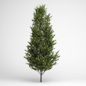 树干直立高挑杨树、道旁树木