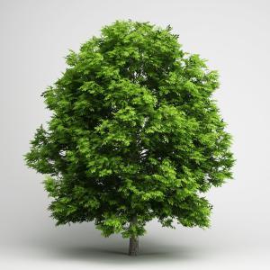 洋槐树、道旁树木、乔木