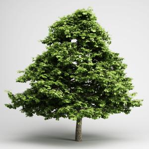 干粗、枝细、大叶景观树木