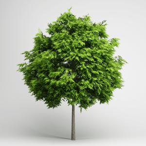 高枝干洋槐树、道旁树木