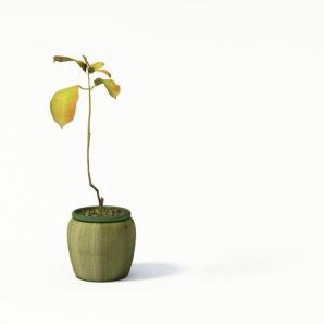 黄橙绿彩叶盆栽植物