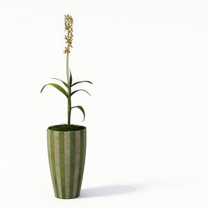 文心兰盆栽花卉