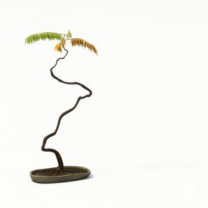 弯弯曲曲的盆景植物