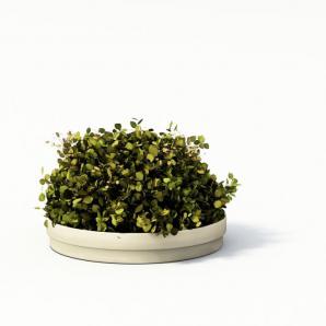 盘放小嫩草 盆栽植物