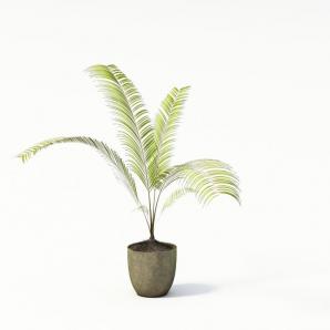 黄绿散尾葵盆栽植物