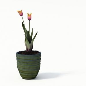 金黄色郁金香盆栽花卉