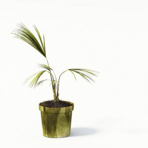 黄绿棕竹盆栽植物