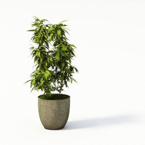 富贵竹、尖叶盆栽植物
