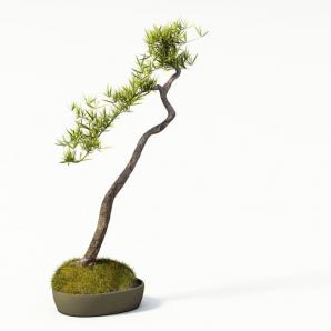 竹叶状盆景植物