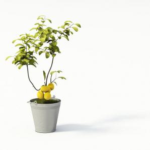 结果子的盆栽植物