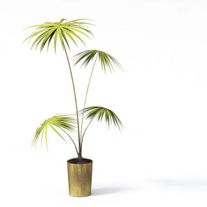 金属花盆、棕榈树盆栽植物
