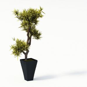 三色铁盆栽植物