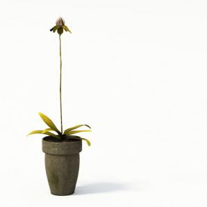 嫩黄单束花直立盆栽花卉