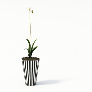 黄色花朵君子兰盆栽花卉