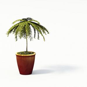 铁树叶状盆栽植物