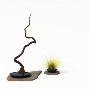 弯曲的干枝盆景植物