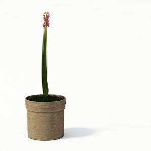 玫红色小碎花盆栽花卉