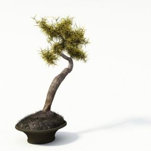 小刺叶盆景植物