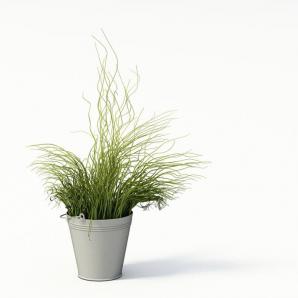 铁丝状绿植、盆栽植物